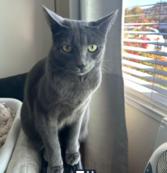 Reunited Male Cat last seen sutcliff ave, San Jose, CA 95118