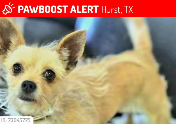 Lost Female Dog last seen Dollar tree, Hurst, TX 76053