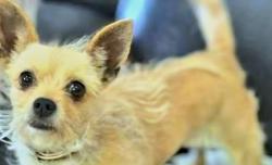 Lost Female Dog last seen Dollar tree, Hurst, TX 76053