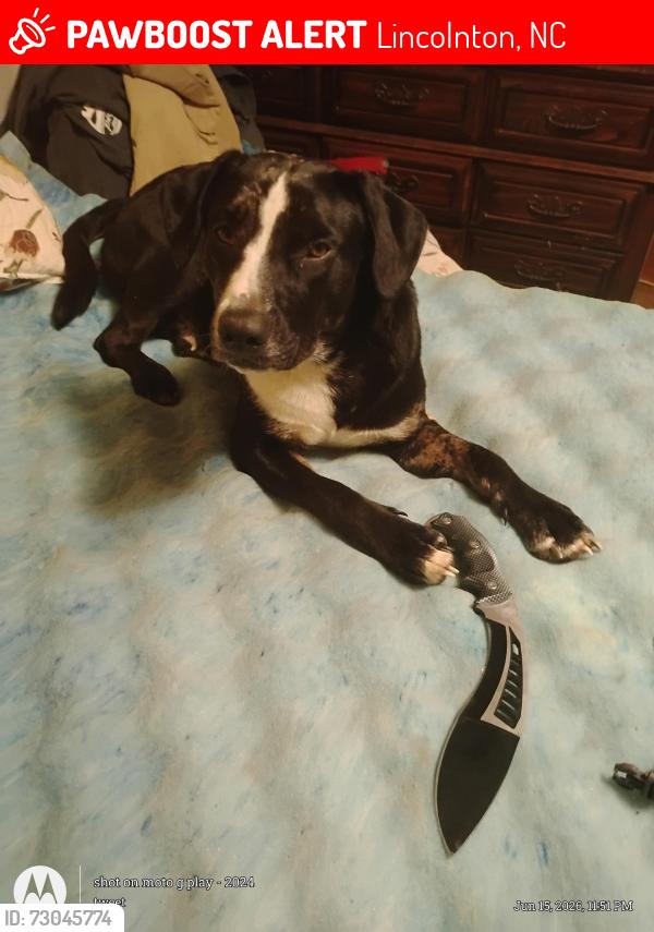 Lost Male Dog last seen Reepsville road. Lincolnton North Carolina , Lincolnton, NC 28092