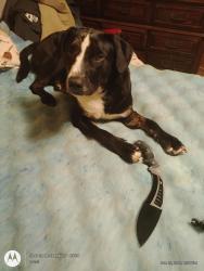 Lost Male Dog last seen Reepsville road. Lincolnton North Carolina , Lincolnton, NC 28092