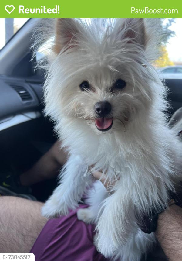 Reunited Female Dog last seen Ace hardware, San Jose, CA 95123