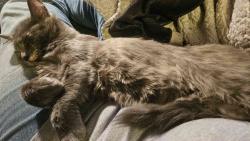 Lost Female Cat last seen Forest Glen Bus Stop, Bay County, FL 32438