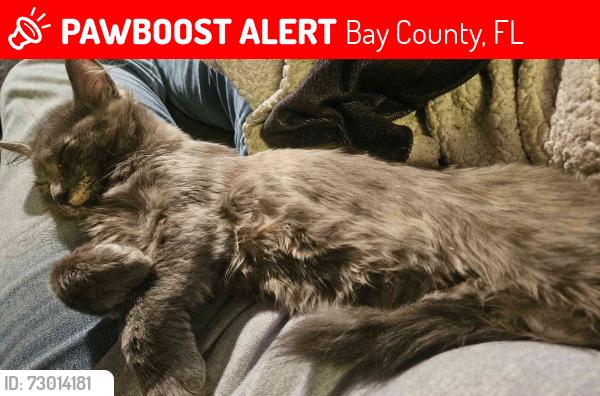 Lost Female Cat last seen Forest Glen Bus Stop, Bay County, FL 32438