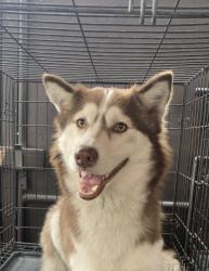 Reunited Female Dog last seen Washington Ave and 141st street, Hawthorne, CA 90250