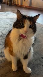 Lost Female Cat last seen Grandview, Port Orchard, WA 98366