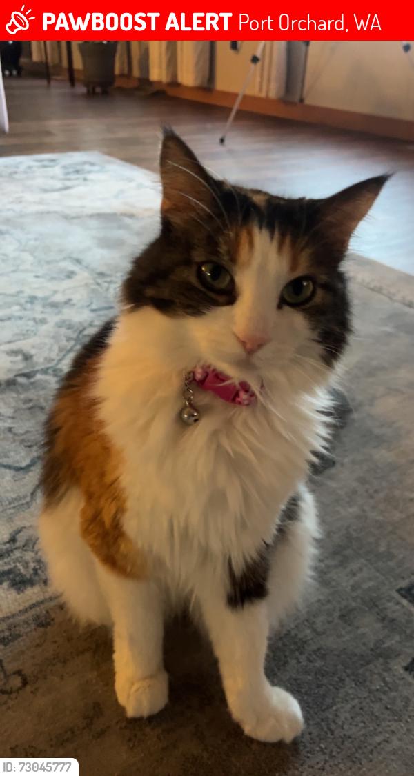 Lost Female Cat last seen Grandview, Port Orchard, WA 98366