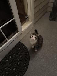 Reunited Male Cat last seen Bromley Creek, Brighton, CO 80601
