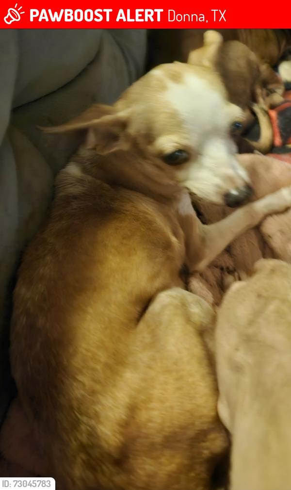 Lost Female Dog last seen Near south boulevard Donna Texas, Donna, TX 78537