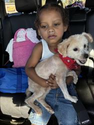 Lost Male Dog last seen Gated apmts., Las Vegas, NV 89119