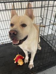 Lost Male Dog last seen Near Verde Meadow Ct Houston, TX  77041 United States, Houston, TX 77041