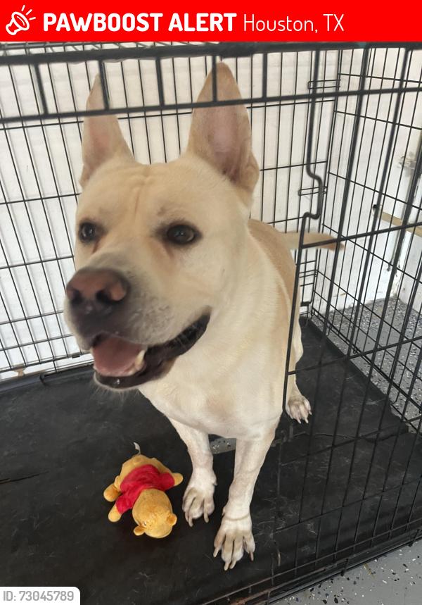 Lost Male Dog last seen Near Verde Meadow Ct Houston, TX  77041 United States, Houston, TX 77041