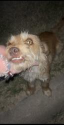 Found/Stray Unknown Dog last seen carver learning center, San Angelo, TX 76903