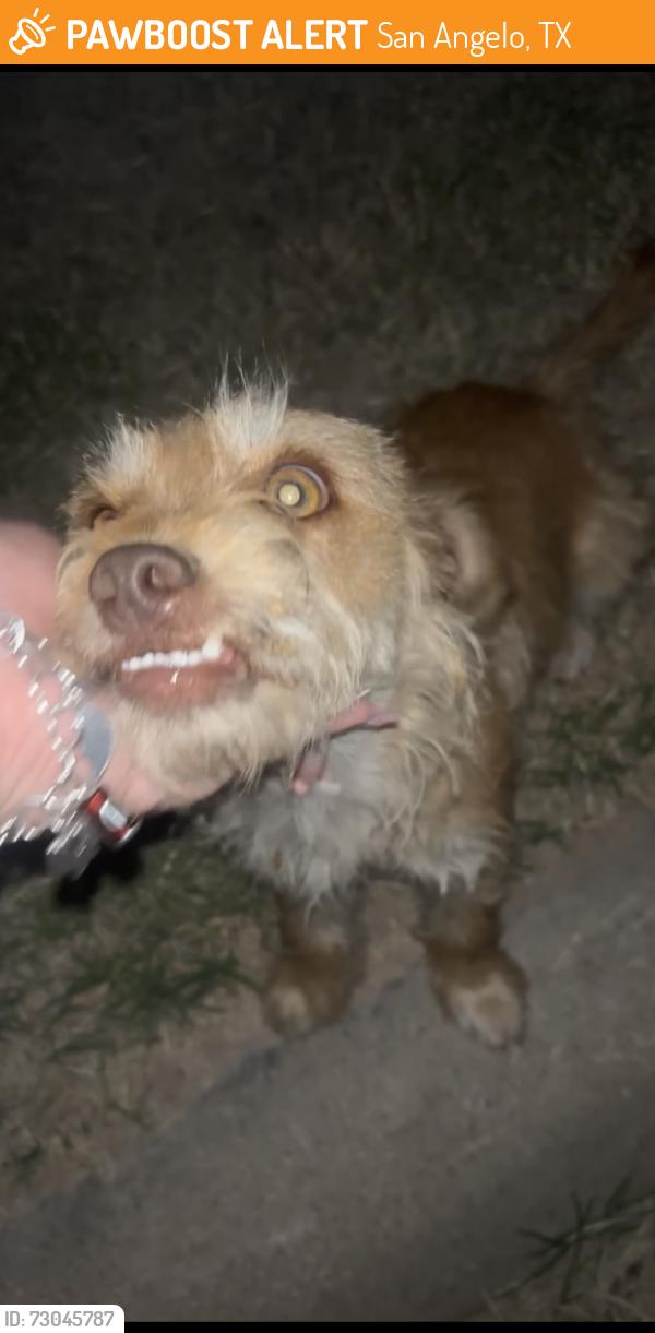Found/Stray Unknown Dog last seen carver learning center, San Angelo, TX 76903