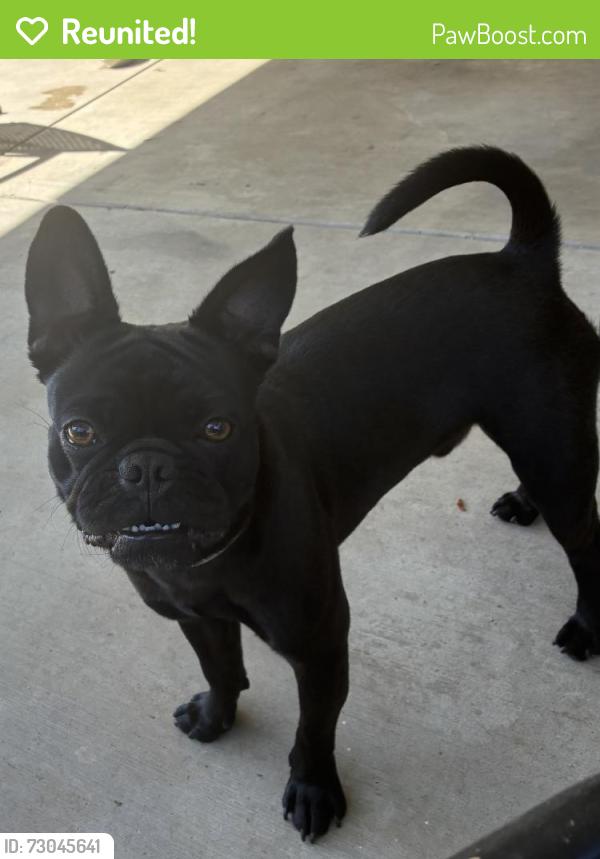 Reunited Male Dog last seen Kraemer and Livingston , Placentia, CA 92870