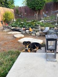 Found/Stray Female Dog last seen N Pennsylvania & W Mill COLTON CA , Colton, CA 92324