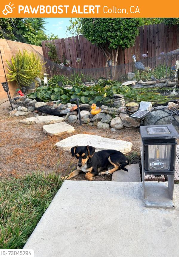 Found/Stray Female Dog last seen N Pennsylvania & W Mill COLTON CA , Colton, CA 92324