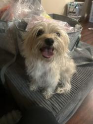 Reunited Female Dog last seen Marty / laird / Fairview , Santa Ana, CA 92706