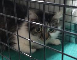 Lost Female Cat last seen Residential area - Intersection of SW 13 Place and SW 151st Way, Sunrise, FL 33326