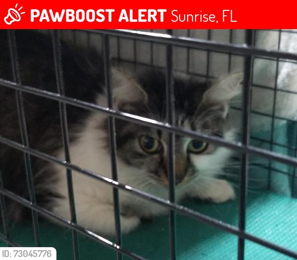 Lost Female Cat last seen Residential area - Intersection of SW 13 Place and SW 151st Way, Sunrise, FL 33326