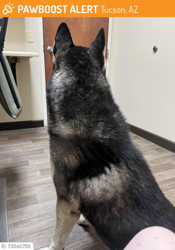 Found/Stray Male Dog last seen Columbus & 5th, Tucson, AZ 85711