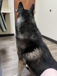 Found/Stray Male Dog last seen Columbus & 5th, Tucson, AZ 85711