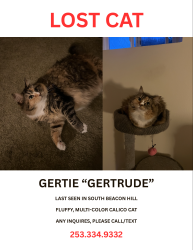 Reunited Female Cat last seen Near Van Asselt elementary , Seattle, WA 98108