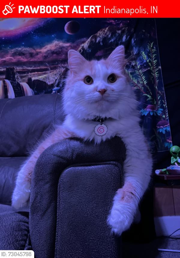 Lost Male Cat last seen Monon Center, Indianapolis, IN 46280