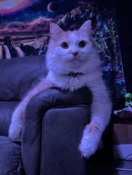 Lost Male Cat last seen Monon Center, Indianapolis, IN 46280
