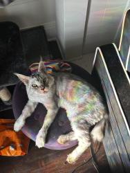 Lost Female Cat last seen Portland street, Los Angeles, CA 90007