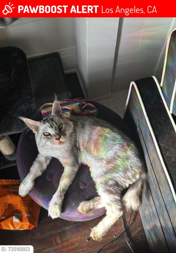 Lost Female Cat last seen Portland street, Los Angeles, CA 90007