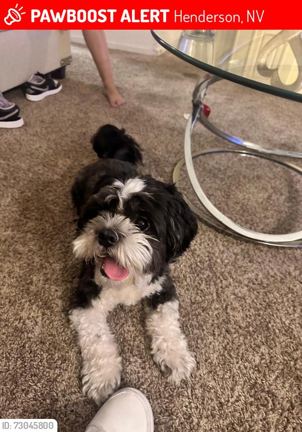 Lost Male Dog last seen Carnegie st, Henderson, NV 89052