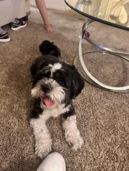 Lost Male Dog last seen Carnegie st, Henderson, NV 89052