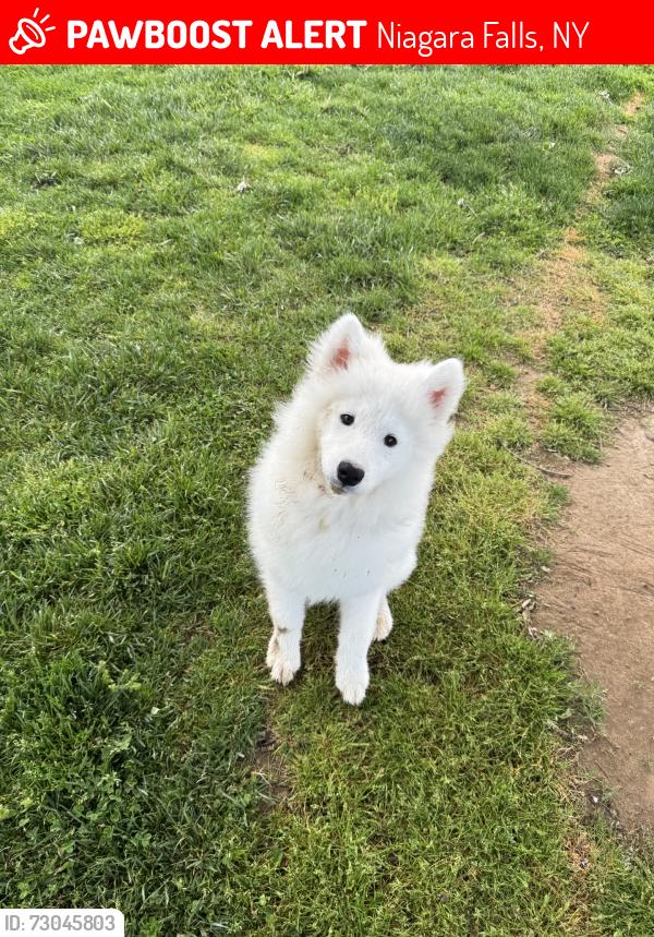 Lost Female Dog last seen Niagara fall state park, Niagara Falls, NY 14301