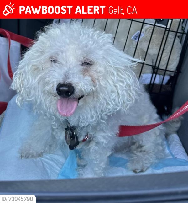 Lost Male Dog last seen Twin Cities and Franklin , Galt, CA 95632