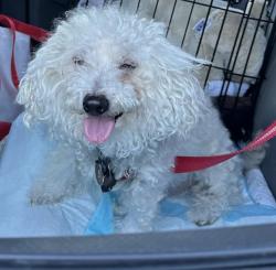 Lost Male Dog last seen Twin Cities and Franklin , Galt, CA 95632