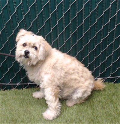 Shelter Stray Unknown Dog last seen , 11258 Garfield Ave, Downey, CA 90242, USA