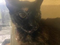 Shelter Stray Unknown Cat last seen , 1850 W 60th St, Los Angeles, CA 90047, USA