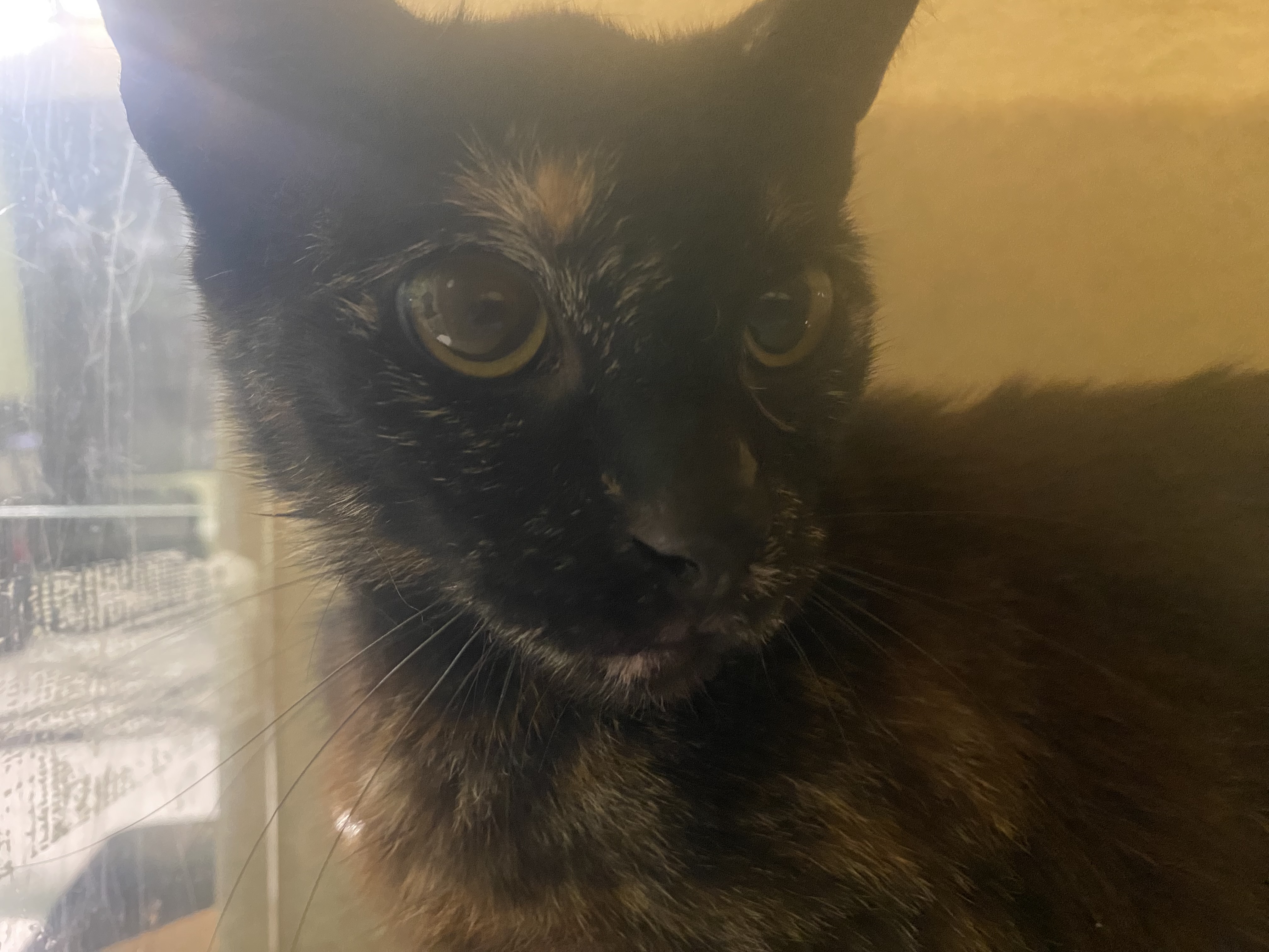 Shelter Stray Unknown Cat last seen , 1850 W 60th St, Los Angeles, CA 90047, USA