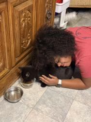 Reunited Female Cat last seen Elliot & Danrose, American Canyon, CA 94503