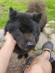 Lost Female Dog last seen broussard and St Martinville.parish, Broussard, LA 70518