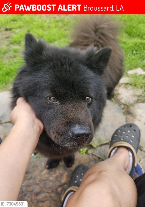 Lost Female Dog last seen broussard and St Martinville.parish, Broussard, LA 70518