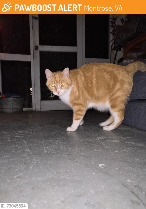 Found/Stray Unknown Cat last seen Farrand Dr and Kemp St., Montrose, VA 23231
