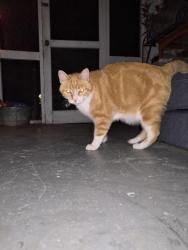 Found/Stray Unknown Cat last seen Farrand Dr and Kemp St., Montrose, VA 23231