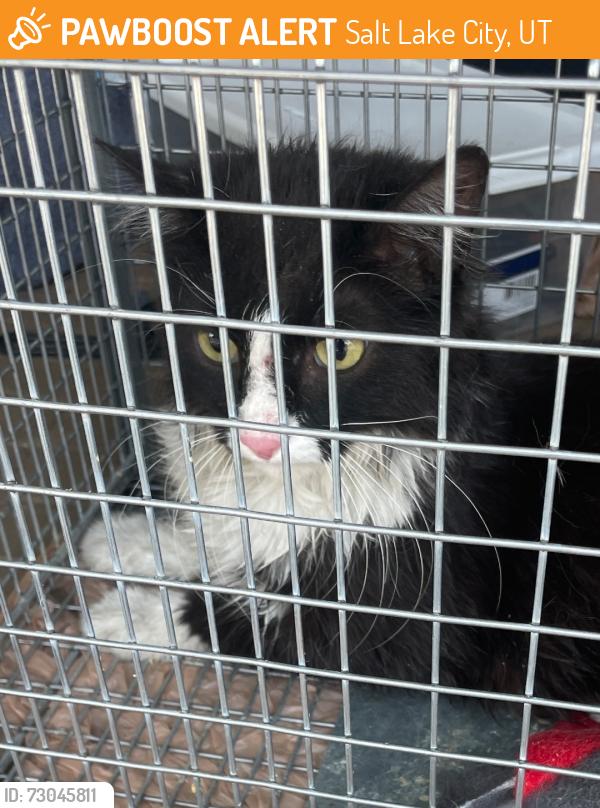 Found/Stray Unknown Cat last seen Near E 2700 S, Salt Lake City, UT 84106, Salt Lake City, UT 84106