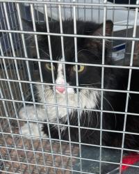 Found/Stray Unknown Cat last seen Near E 2700 S, Salt Lake City, UT 84106, Salt Lake City, UT 84106