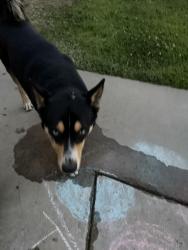 Found/Stray Male Dog last seen Belmont and Sunnyside, Fresno, CA 93727