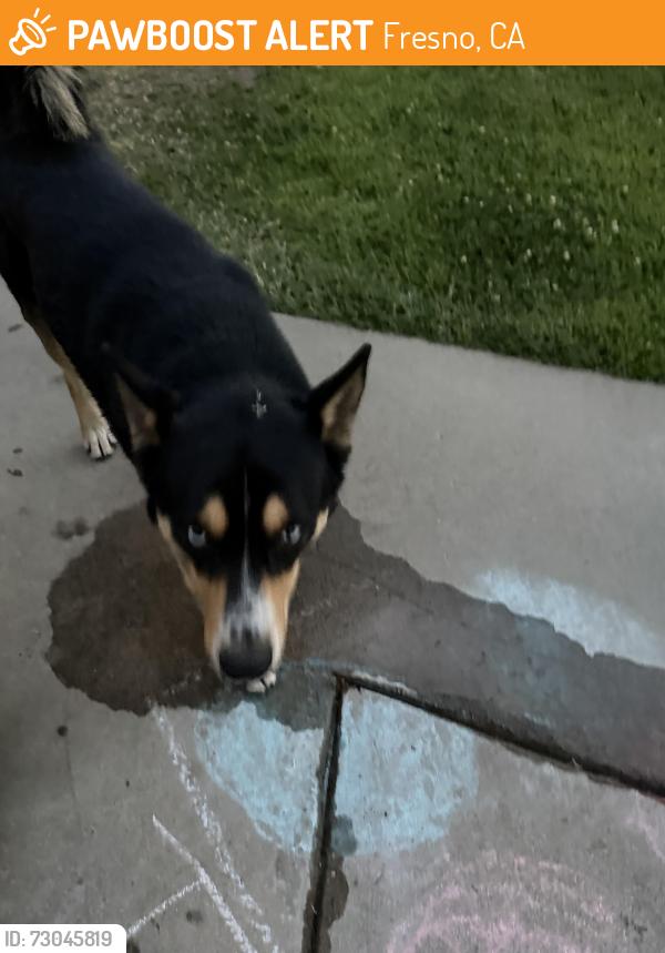 Found/Stray Male Dog last seen Belmont and Sunnyside, Fresno, CA 93727