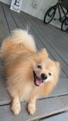 Lost Male Dog last seen N Chamberlain and W Dunn St, Rockwood, TN 37854