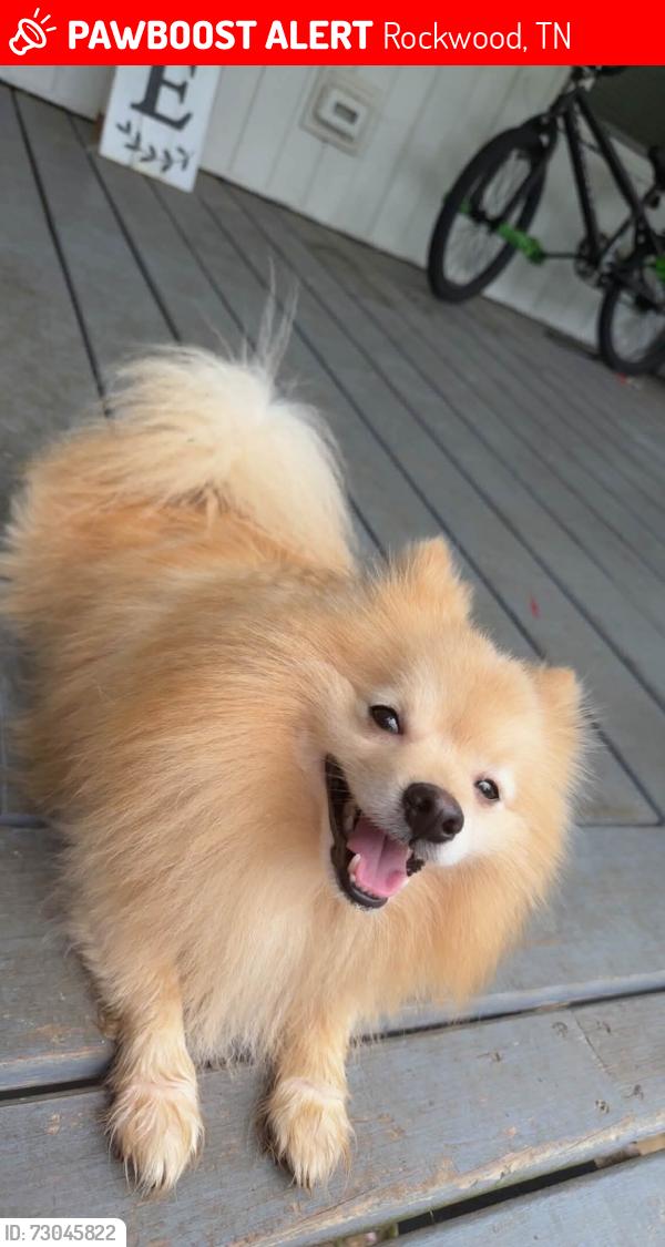 Lost Male Dog last seen N Chamberlain and W Dunn St, Rockwood, TN 37854